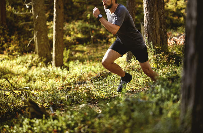 Focused 166077494 stock photo man trail running forest keimiotunturi